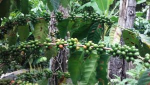 mata de café en La Estancia