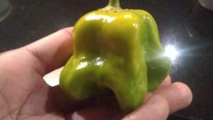 Gastronomía sustentable en Venezuela