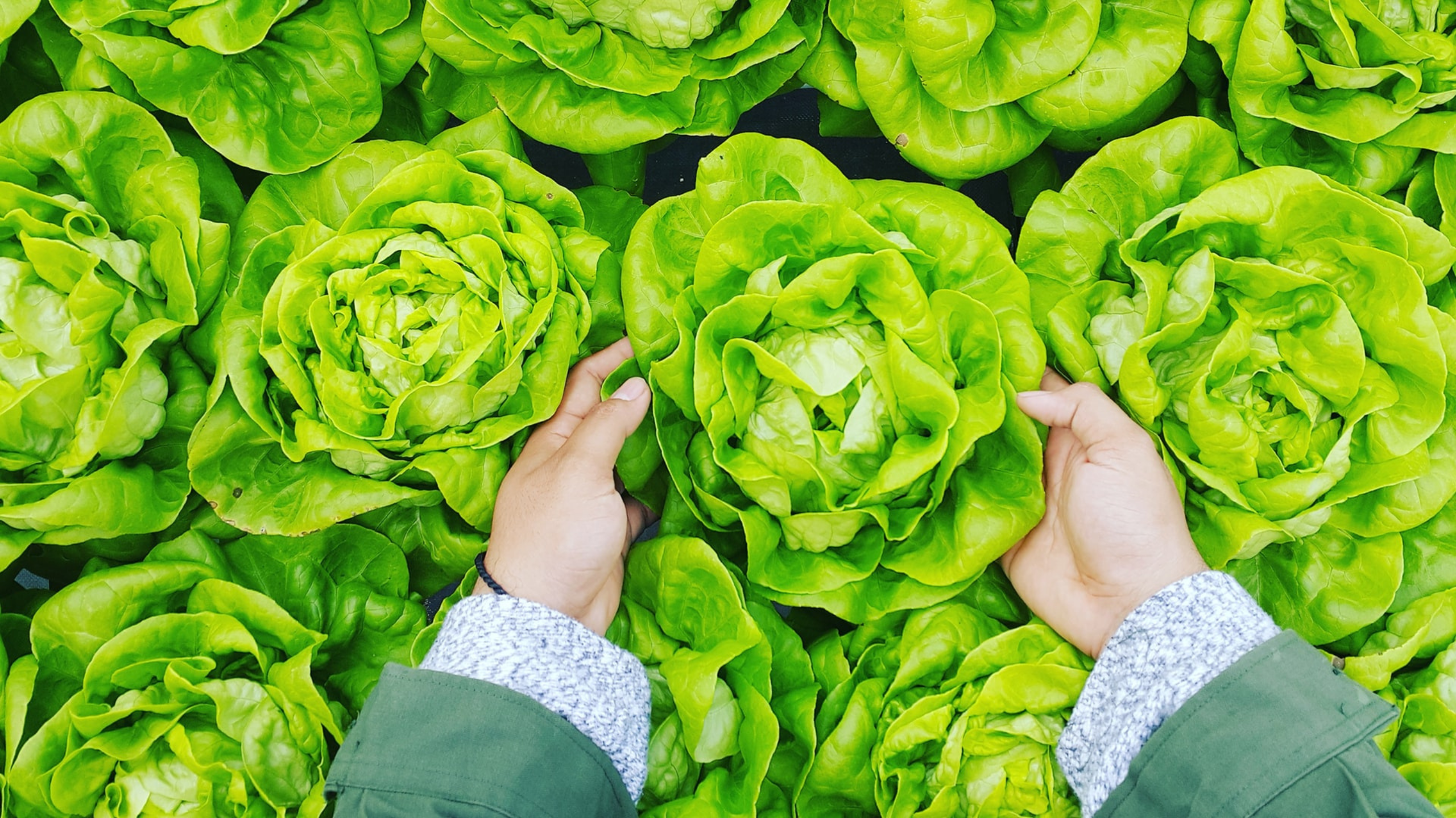 inocuidad-de alimentos sheemprende efeméride